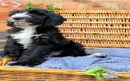 Australian Labradoodle dogs for sale: Australian labradoodle** READY TO GO** - Image 9