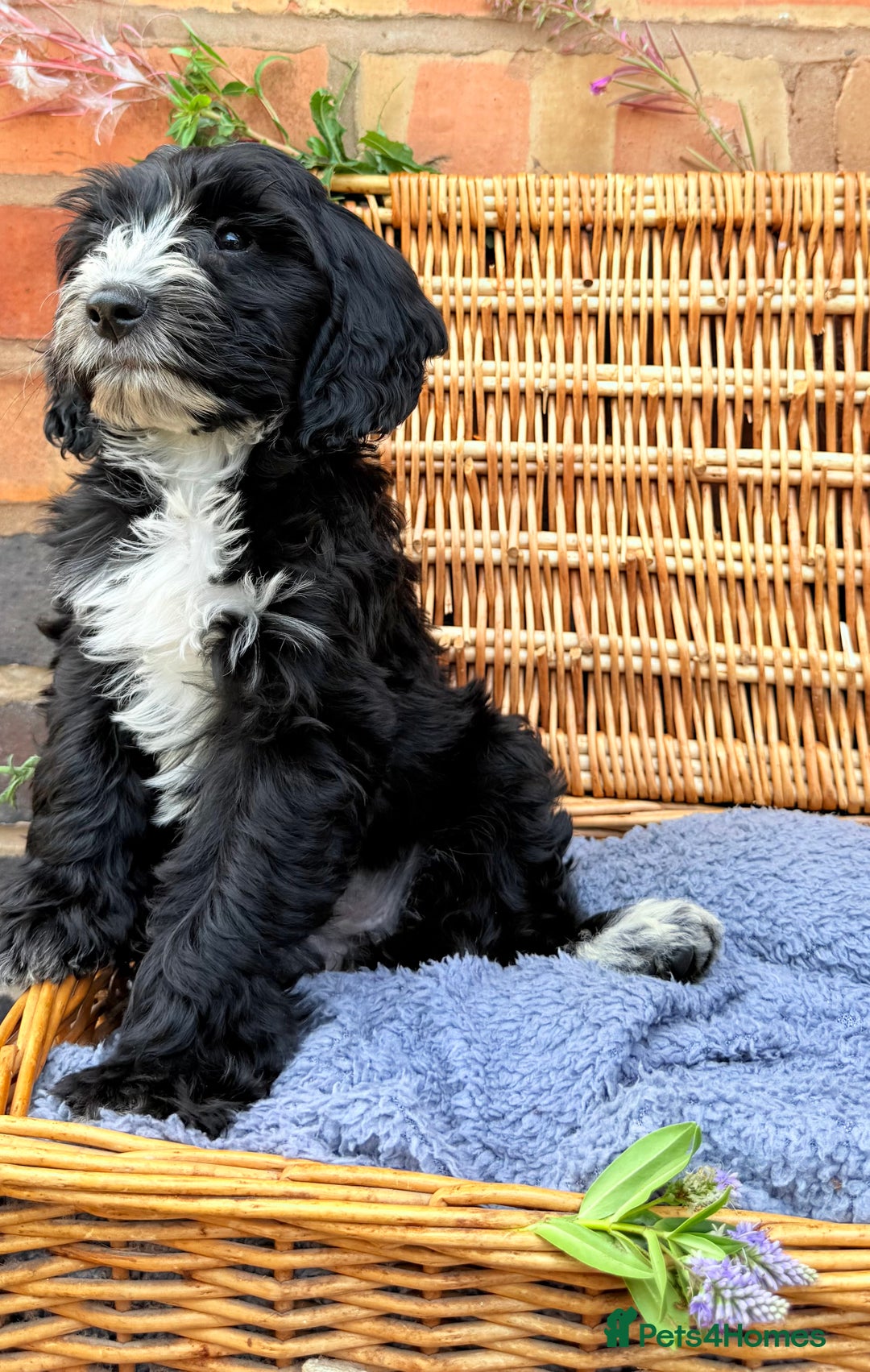 Australian Labradoodle dogs for sale: Australian labradoodle** READY TO GO** - Image 9