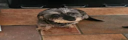 Dachshund dogs for sale: Minature Wire Haired Dachshunds Needing Rehoming - Advert 5