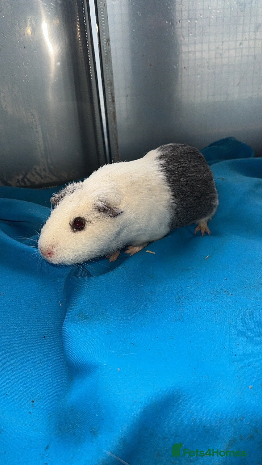 Guinea Pig rodents for sale: Guniea pigs  - Advert 9