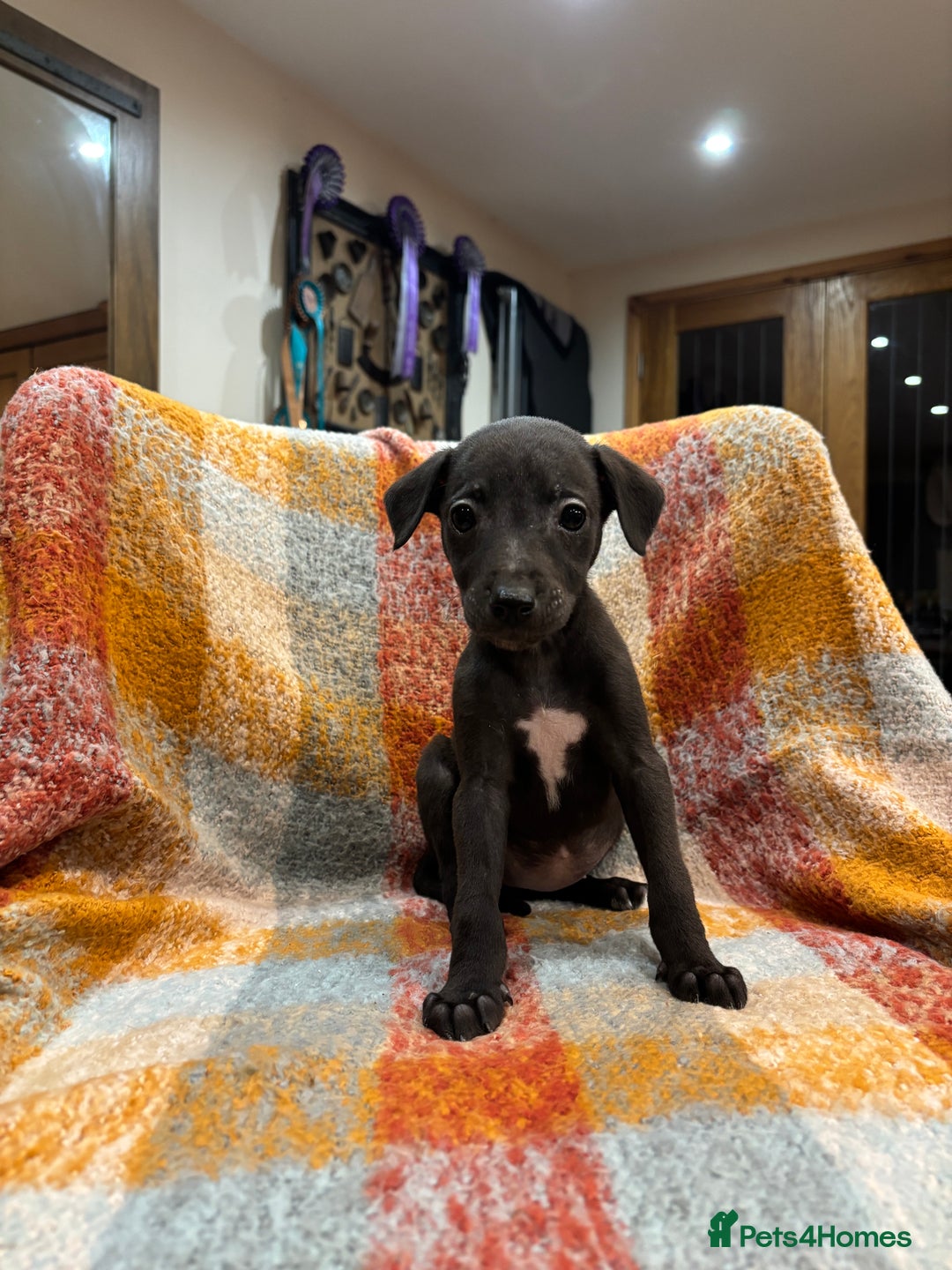 Mixed Breed dogs for sale: Bedlington whippet lurcher pups for sale  - Advert 10