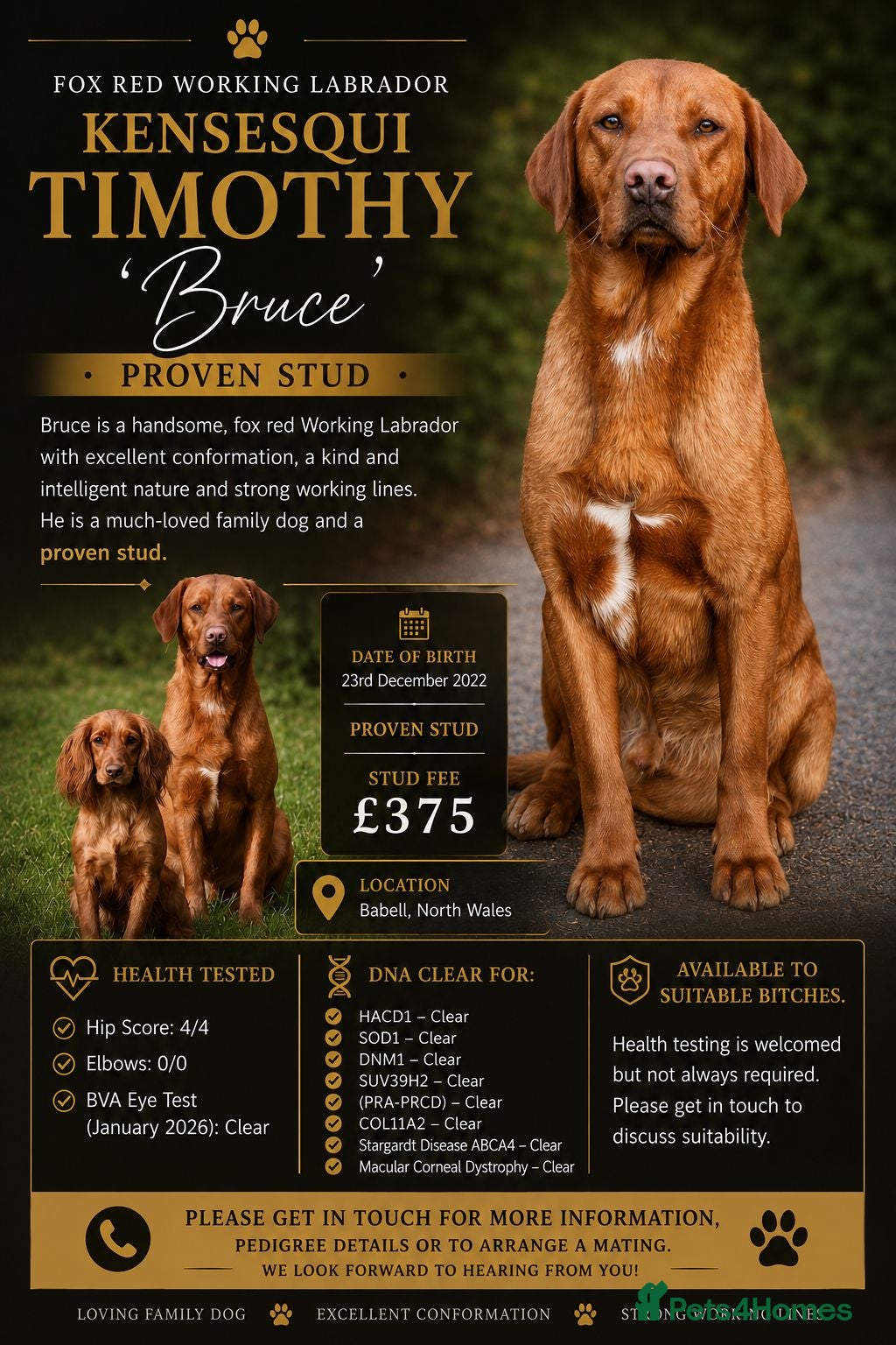 Labrador Retriever dogs Fox Red Labrador - Fully Health Tested - Advert 12