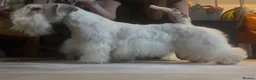 Sealyham Terrier dogs for sale: Male Sealyham Terrier  - Advert 1