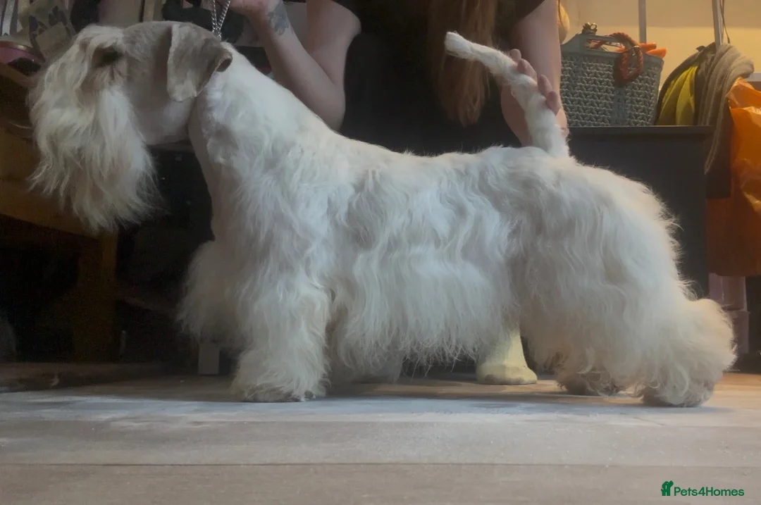 Sealyham Terrier dogs for sale: Male Sealyham Terrier  - Advert 1