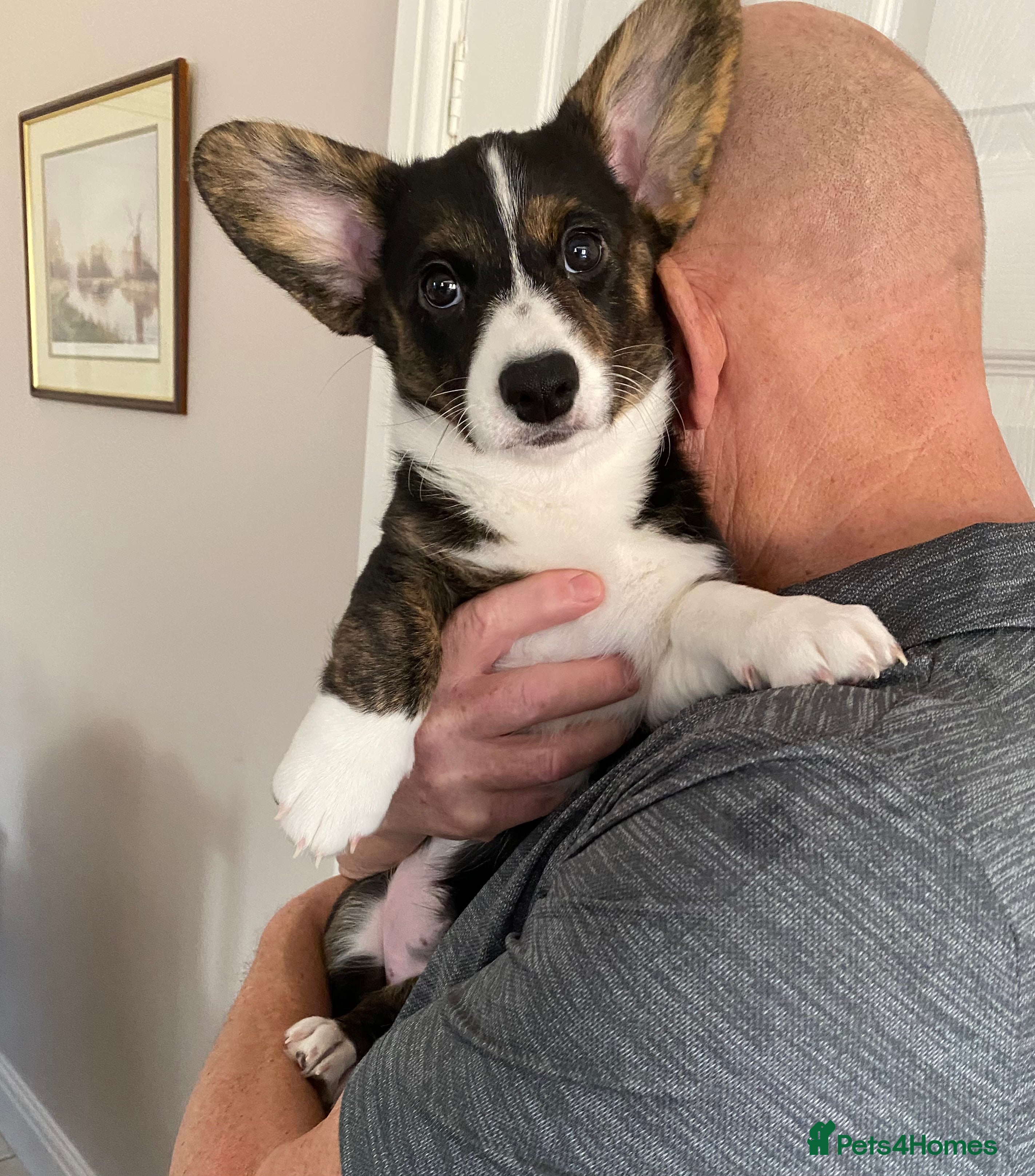 Welsh Corgi Cardigan dogs WELSH CARDIGAN CORGI GIRLS READY NOW - Advert 5