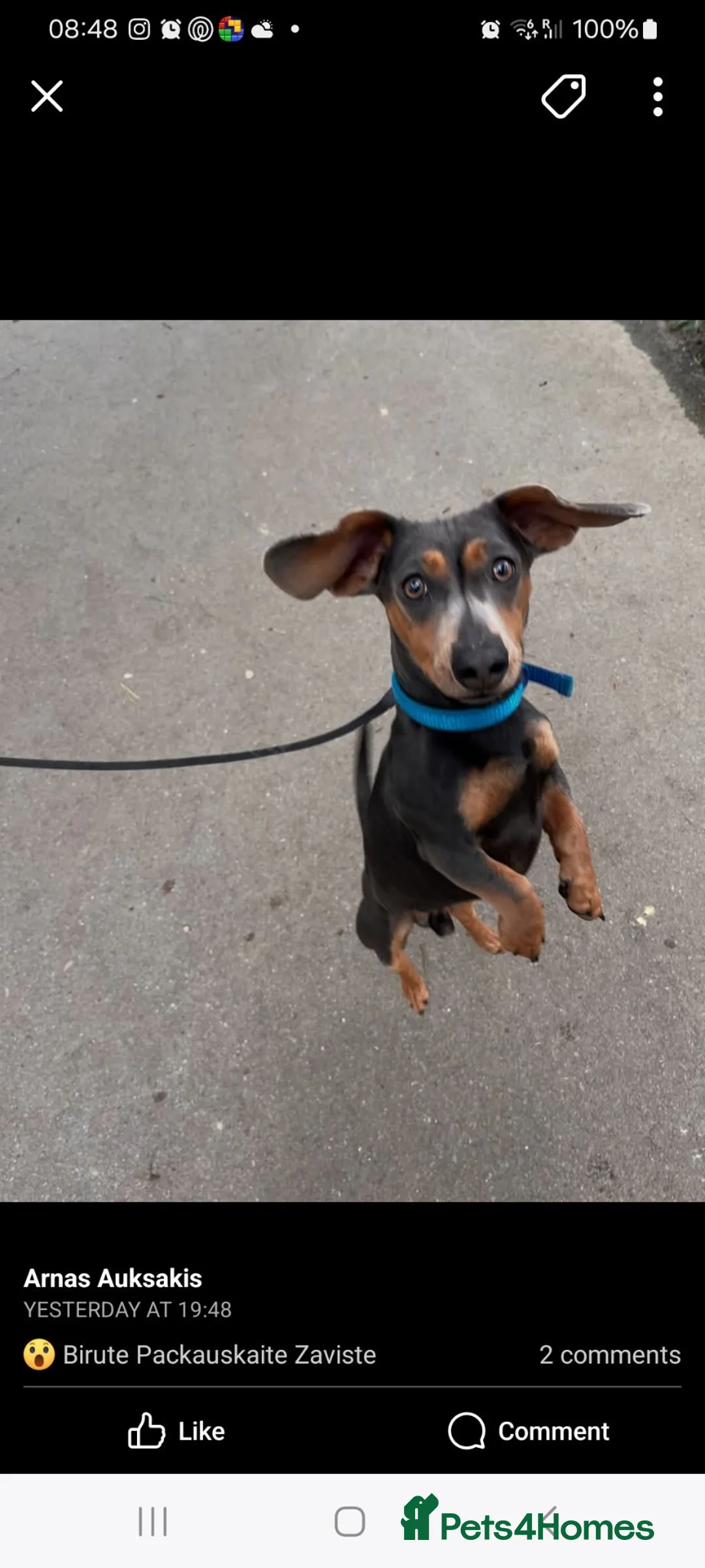 Dachshund dogs for sale: Thor looking for new home - Advert 3