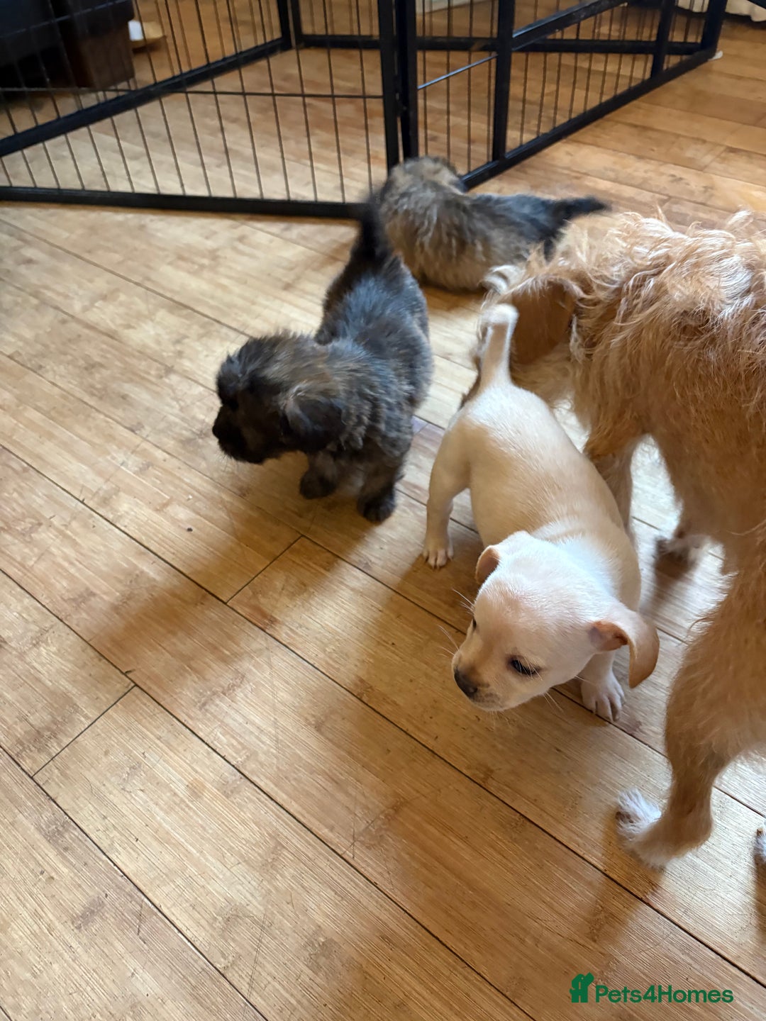 Mixed Breed dogs for sale: Fluffy Frenchie x Jackapoo  - Image 7