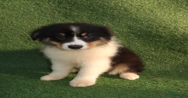 Australian Shepherd dogs - Advert 2