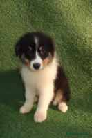 Australian Shepherd dogs - Advert 2