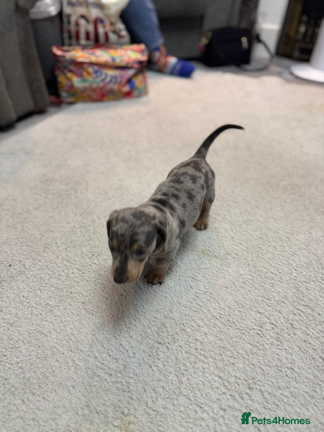 Miniature Dachshund dogs for sale: READY NOW  - Advert 33