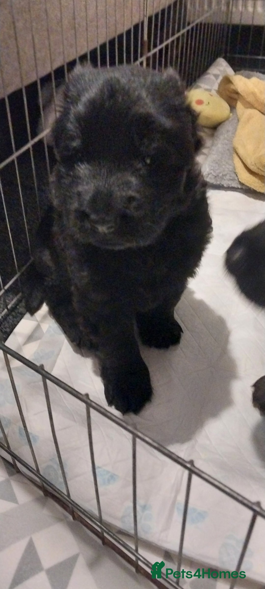 German Shepherd dogs for sale: 2 boy german shepherd puppy's  - Advert 5