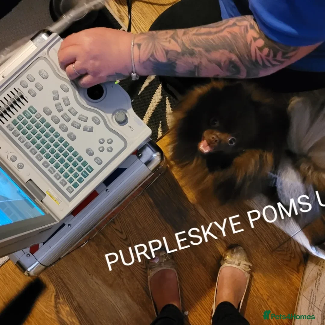 Pomeranian dogs for stud: Chocolate brown teddy faced pom proven stud - Image 5