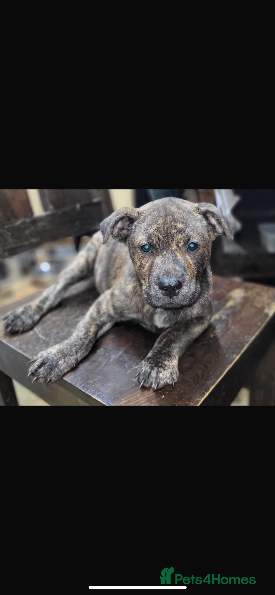 Mixed Breed dogs for sale: chow x staffy - Image 8