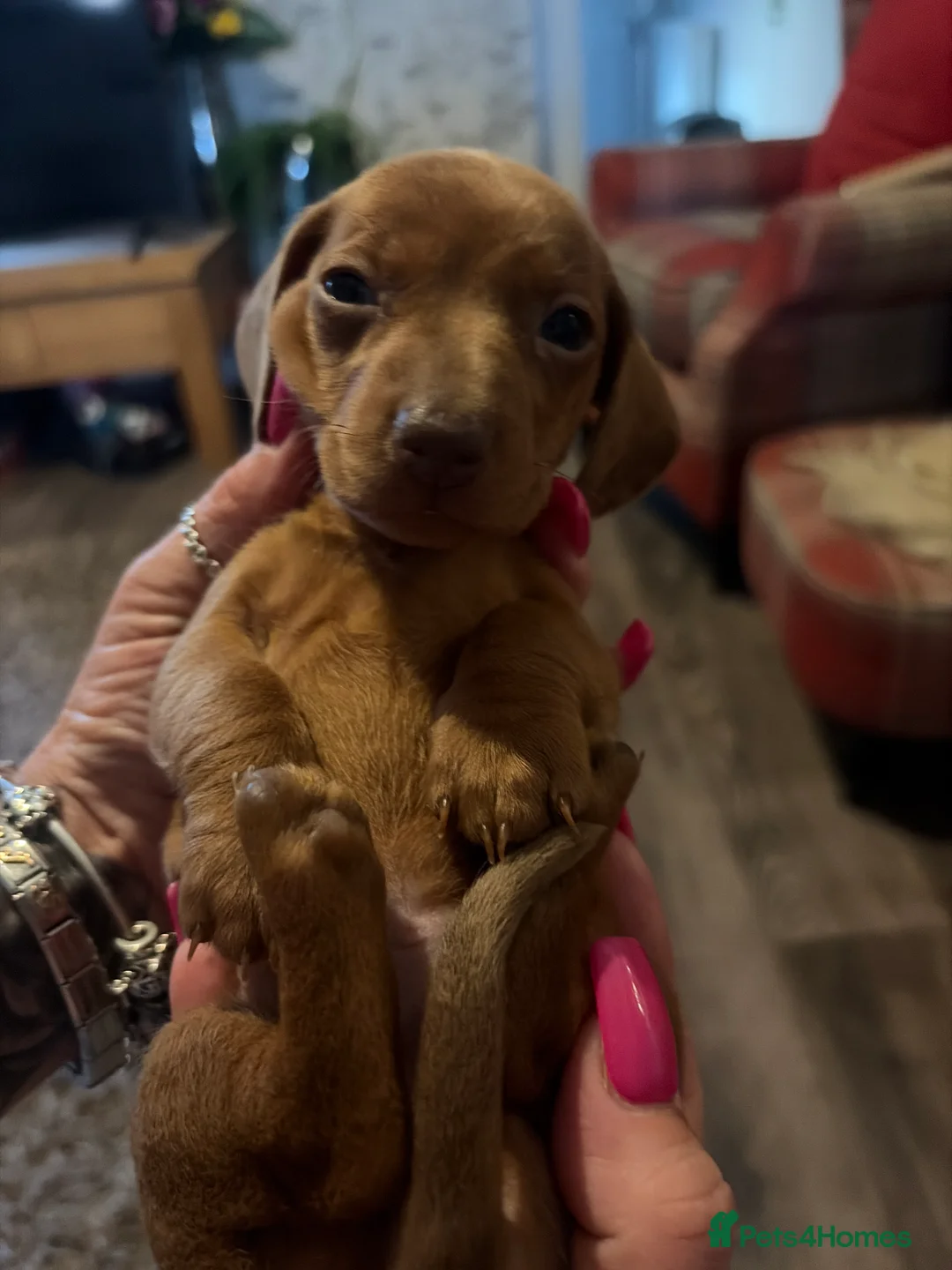 Dachshund dogs for sale: Dachshund puppies  - Advert 2