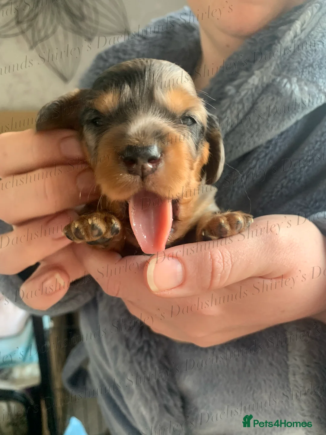 Miniature Dachshund dogs for sale: Longhaired Miniature Dachshunds KC Registered  - Advert 14