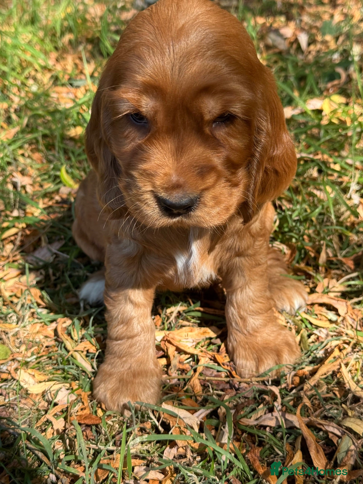 Cocker Spaniel dogs ❤️ BEAUTIFUL TRUE SHOWTYPE COCKER SPANIEL ❤️  - Advert 1