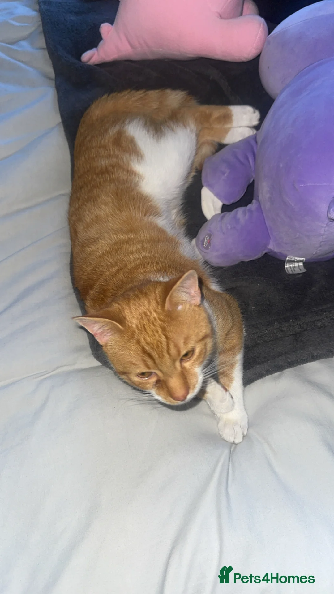 British Shorthair cats for sale: 8 Month old male in Paisley - Advert 2