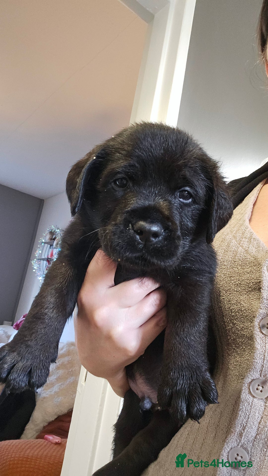 Labrador Retriever dogs for sale: Beautiful KC Show Line Labrador Puppys  - Advert 1