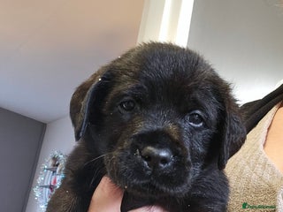 Labrador Retriever dogs Beautiful KC Show Line Labrador Puppys - Advert 3