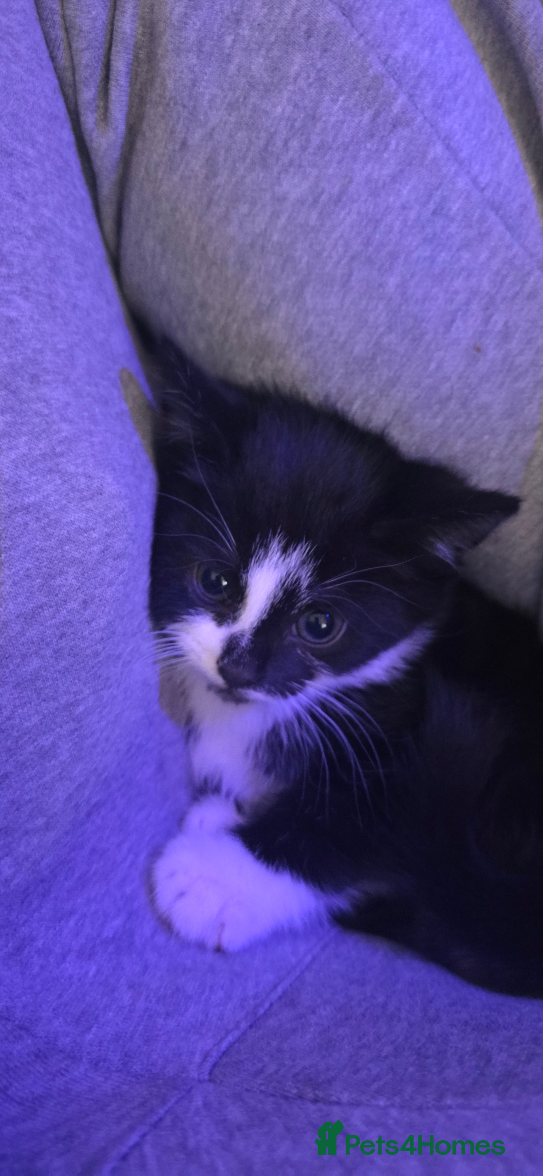 Domestic Shorthair cats 1 beautiful Black&White female kitten - Advert 4