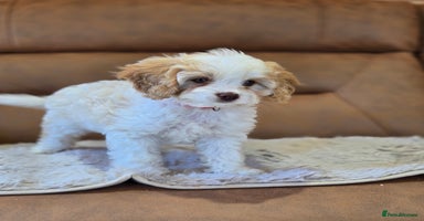 Cavapoo dogs - Advert 5