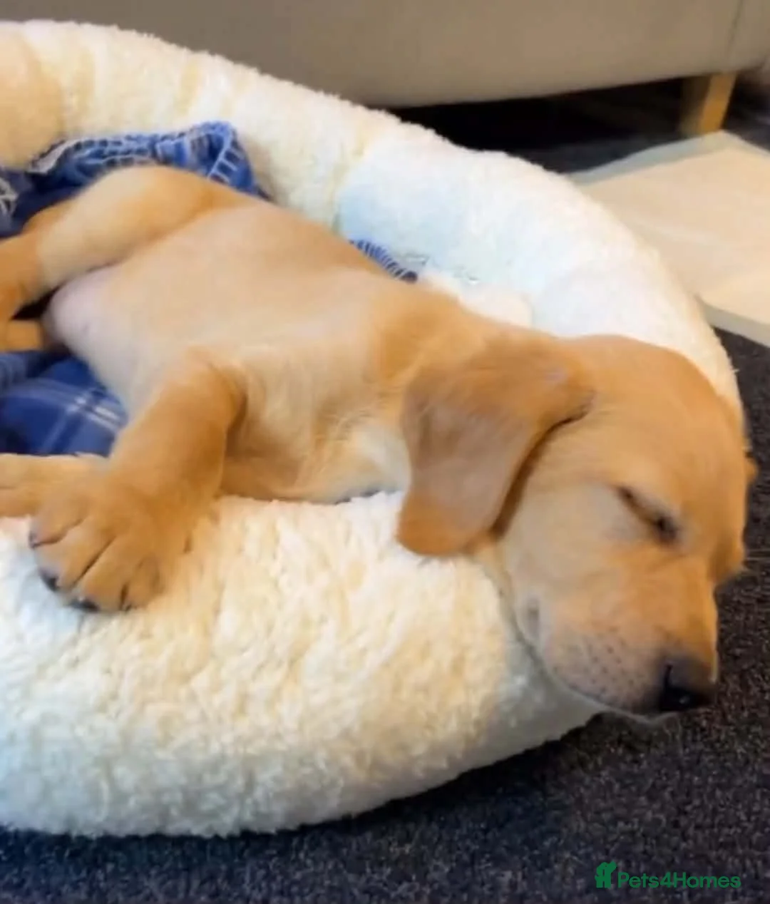 Labrador Retriever dogs for sale: Labrador puppy's  - Advert 2