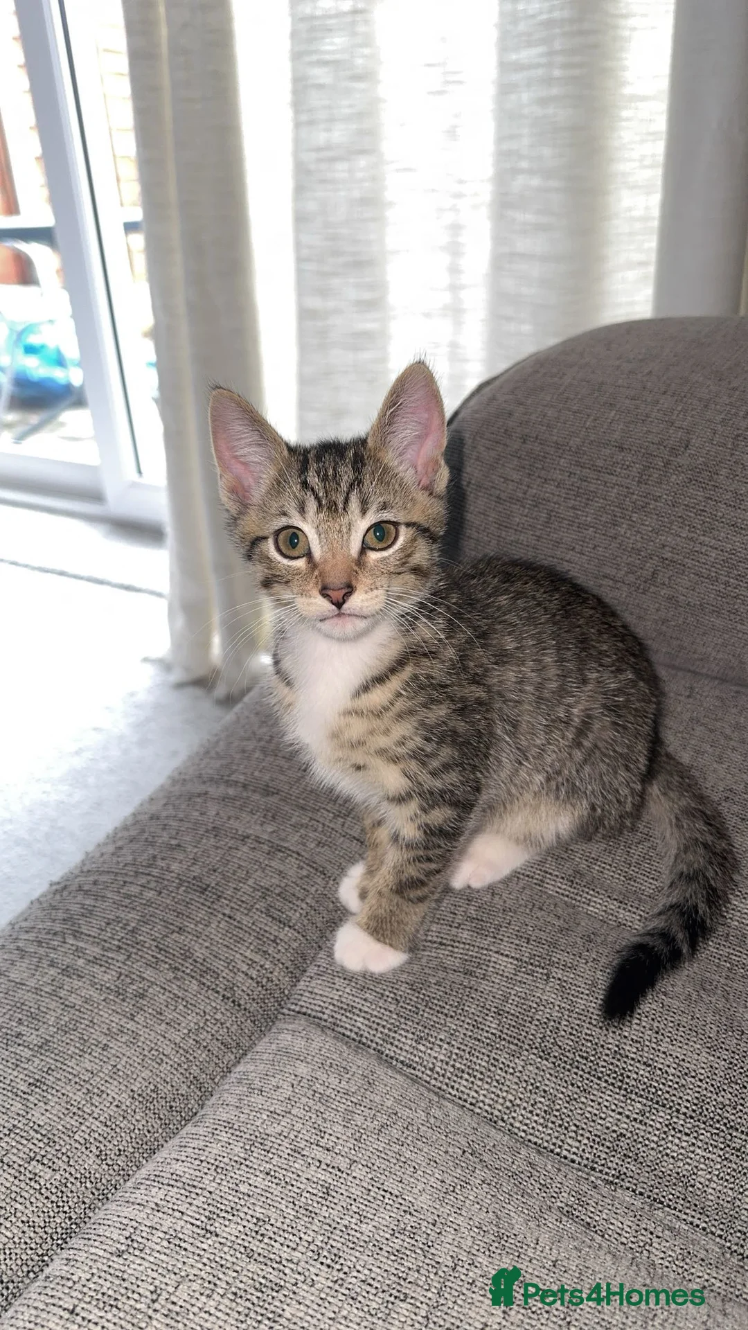 Mixed Breed cats for sale: Beautiful Kittens Ready for Their Forever Homes - Advert 15