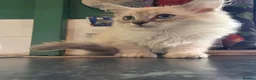 Mixed Breed cats for sale: Super fluffy ragdoll kittens. Cuddly teddy bears - Advert 12