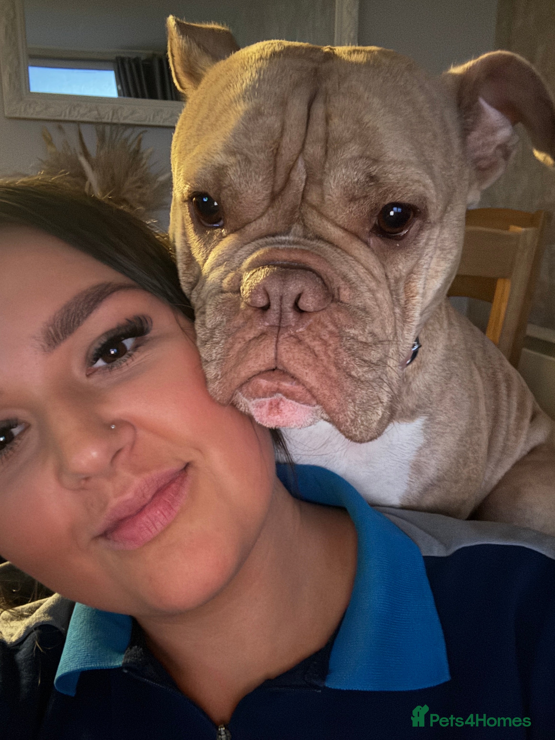 Mixed Breed dogs English bulldog / staff  - Advert 13