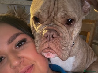 Mixed Breed dogs English bulldog / staff - Advert 1