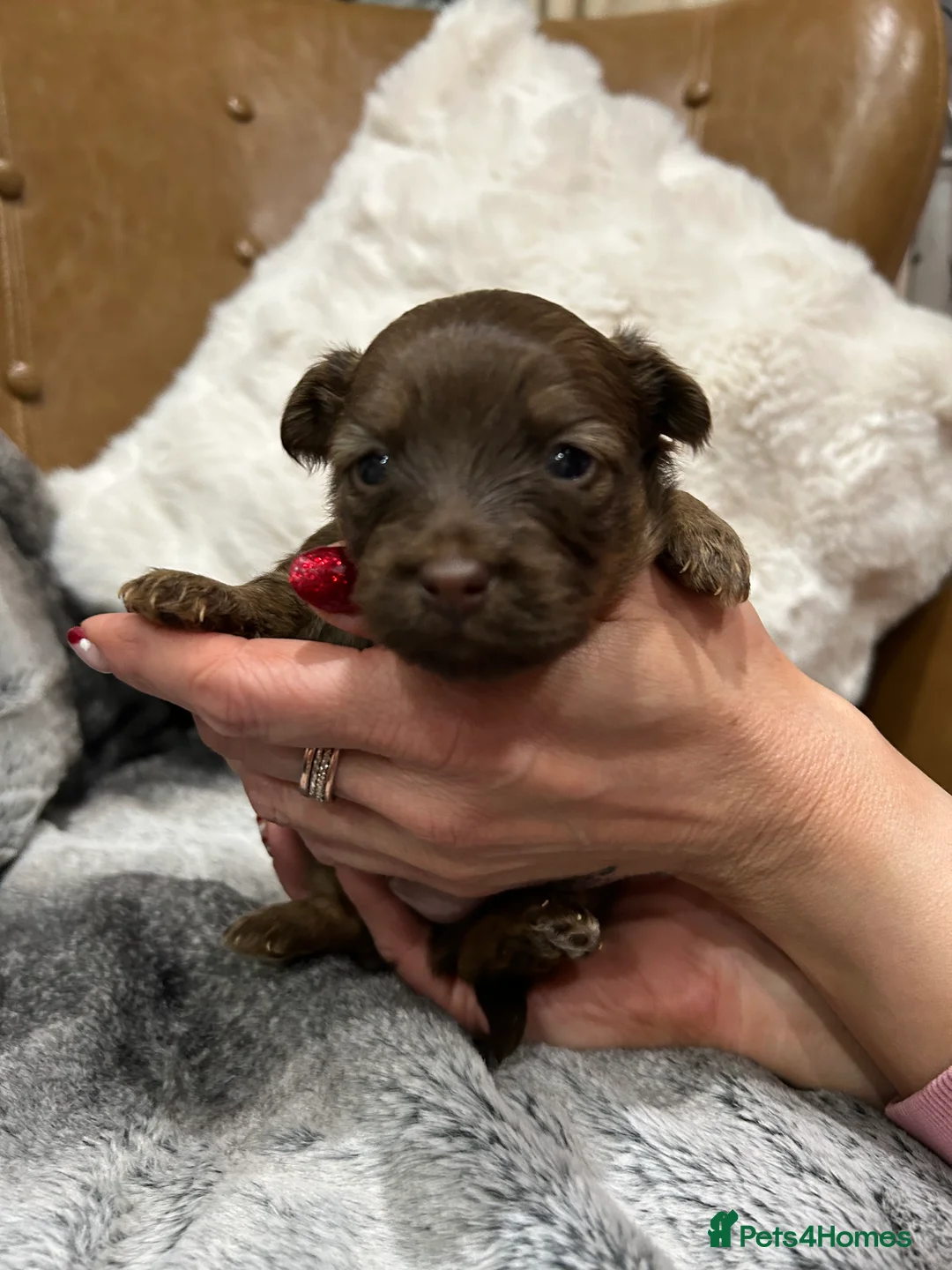 Mixed Breed dogs for sale: Miniature dachshund pomeranian sausage dog small  - Advert 38