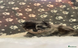 Pomeranian dogs for sale: Stunning litter merl Pomeranian - Image 7