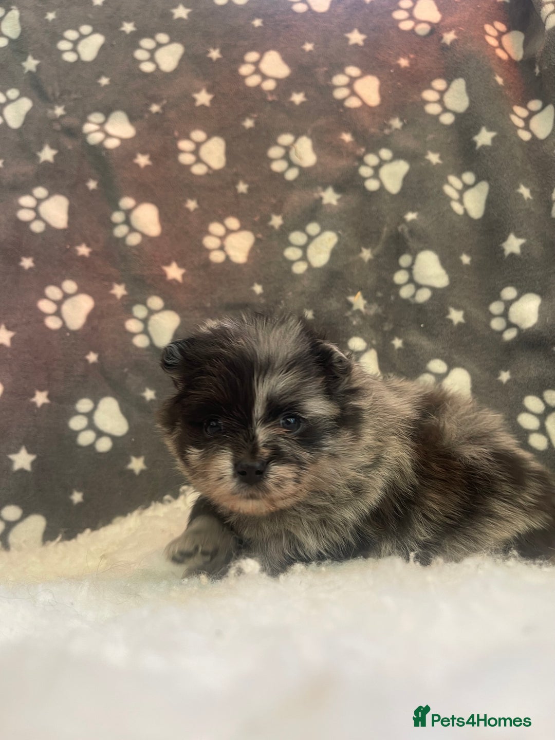 Pomeranian dogs for sale: Stunning litter merl Pomeranian - Image 7