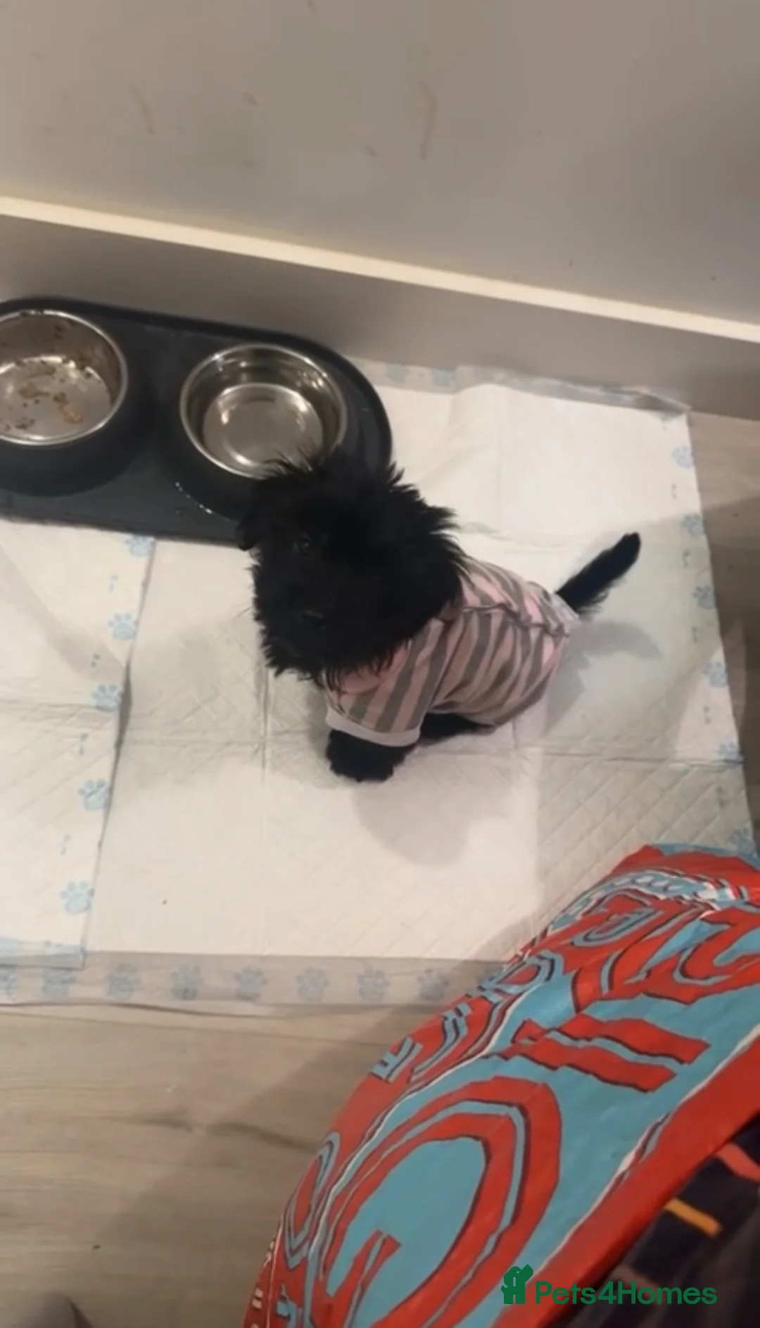 Yorkiepoo dogs for sale: Female YorkiePoo - Advert 2