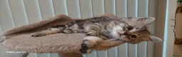 Maine Coon cats for sale: Mainecoon x bengal x russian blue mix  - Advert 10