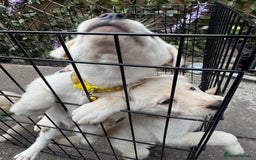 Mixed Breed dogs for sale: Beautiful Puppies looking for their forever home♥️ - Image 23