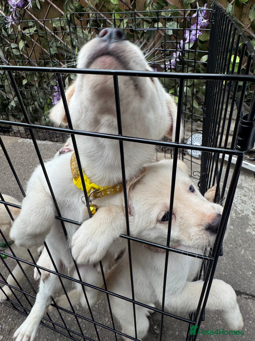 Mixed Breed dogs for sale: Beautiful Puppies looking for their forever home♥️ - Image 23