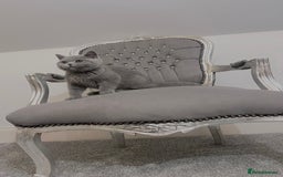 British Shorthair cats for sale: British blue shorthaired male & female kitten - Image 3