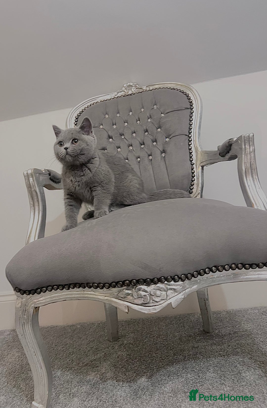 British Shorthair cats for sale: British blue shorthaired male & female kitten - Image 3