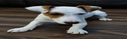 Jack Russell dogs for sale: Two 5 month jack russells for sale  - Advert 4