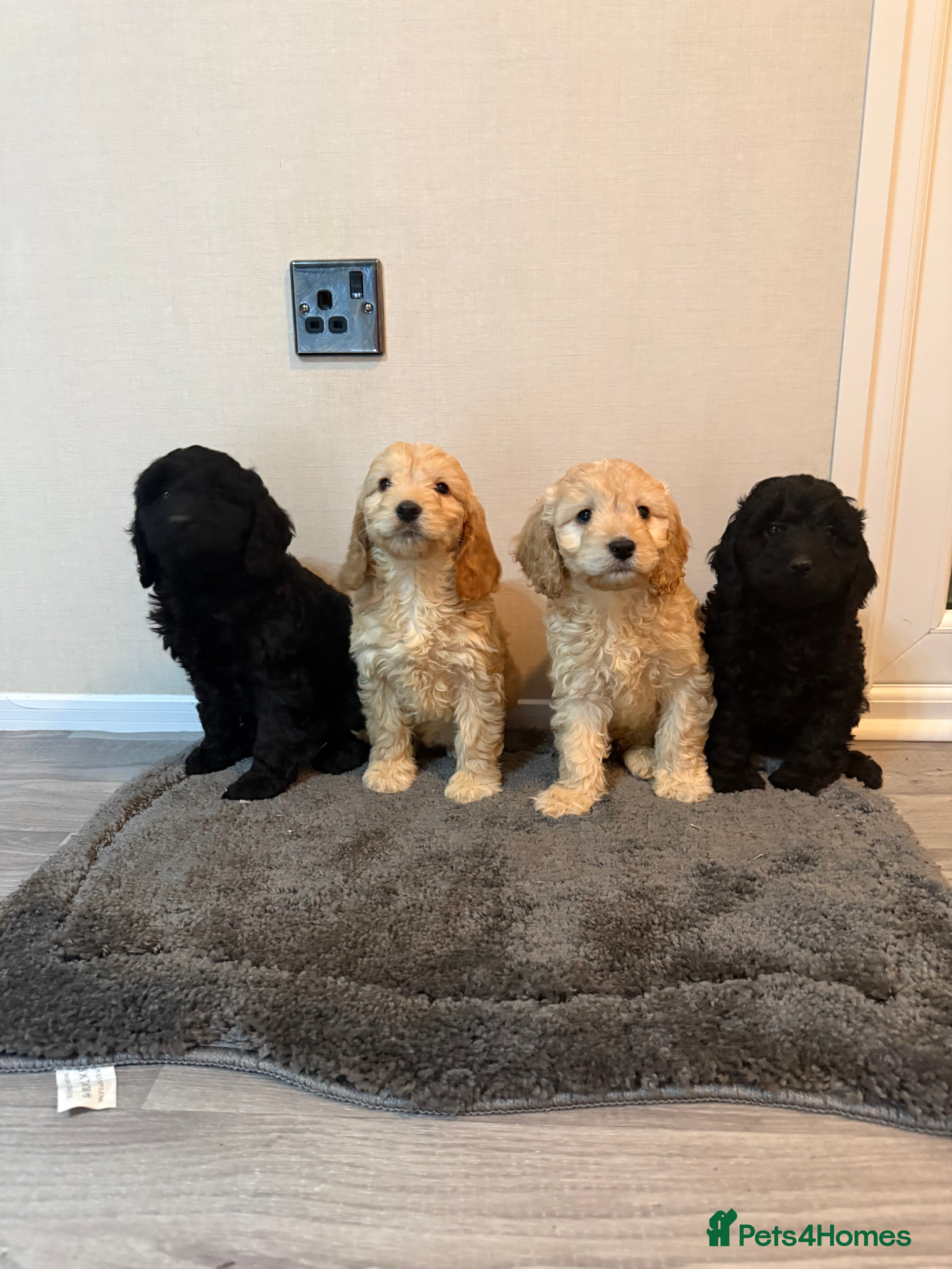 Cockapoo dogs Cockapoo puppies - Advert 1