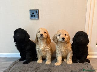 Cockapoo dogs Cockapoo puppies - Advert 1