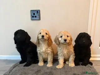 Cockapoo dogs Cockapoo puppies - Advert 16