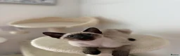 Siamese cats for sale: 5 Siamese kittens  - Advert 6
