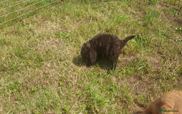 Cockapoo dogs for sale: F1 cockapoos available - Image 7