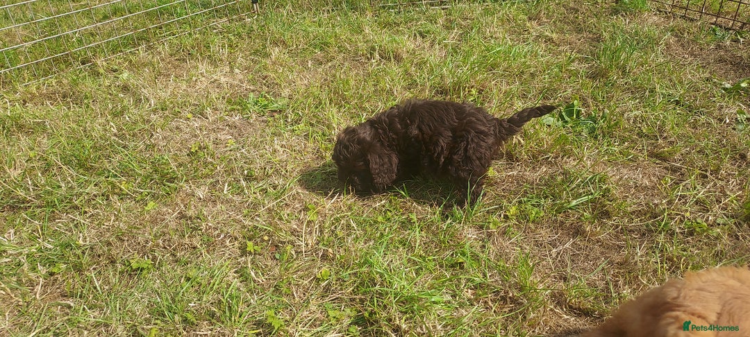 Cockapoo dogs for sale: F1 cockapoos available - Image 7