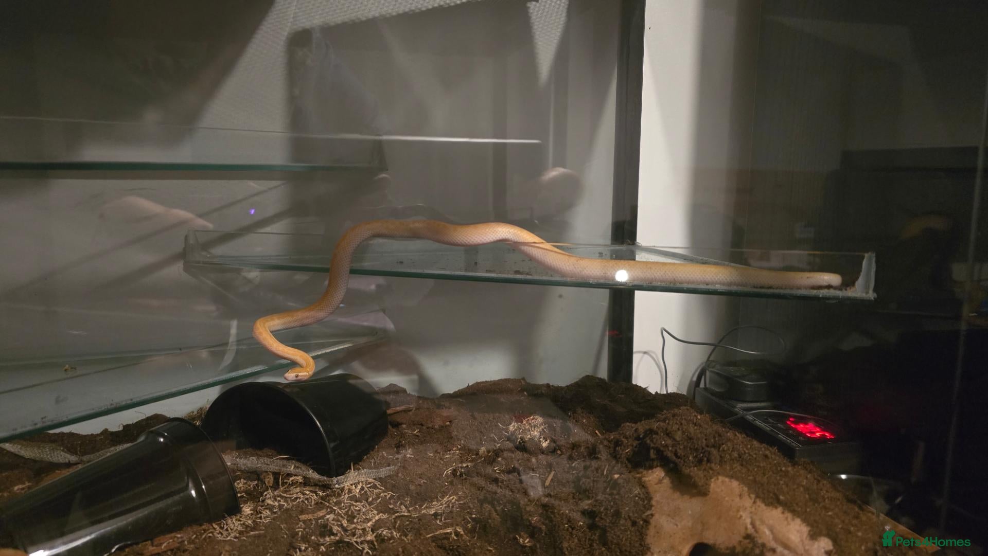 Snake reptiles Female African House Snake - Read Description - Advert 2