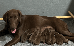 Labrador Retriever dogs for sale: KC CHOCOLATE PUPS BRED FROM HEATH TESTED PARENTS - Image 1