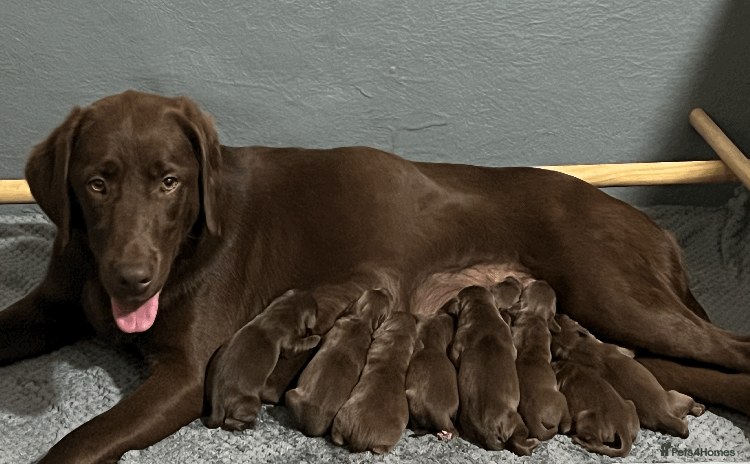 Labrador Retriever dogs - Advert 1