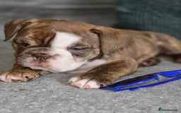 English Bulldog dogs for sale: English Bulldog puppie- Chocolate/tan & Brindle - Image 5
